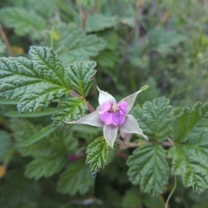 Rubus parvifolius at Paddys River, ACT - 5 Nov 2014 07:19 PM