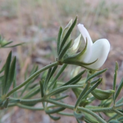 Lotus australis (Austral Trefoil) at Kambah, ACT - 5 Nov 2014 by michaelb