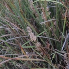 Lomandra multiflora (Many-flowered Matrush) at Kambah, ACT - 5 Nov 2014 by michaelb