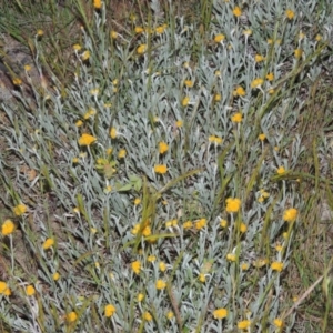 Chrysocephalum apiculatum at Kambah, ACT - 5 Nov 2014 08:04 PM