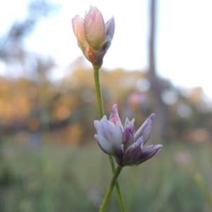 Laxmannia gracilis at Conder, ACT - 7 Nov 2014