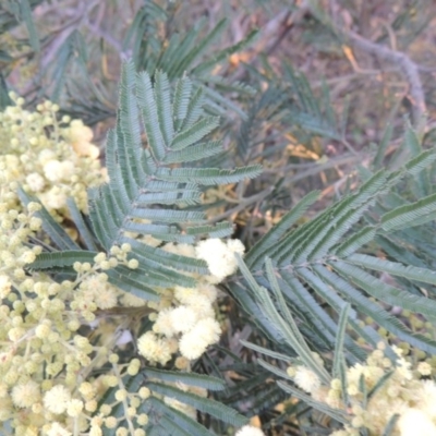 Acacia mearnsii (Black Wattle) at Tuggeranong Hill - 7 Nov 2014 by michaelb