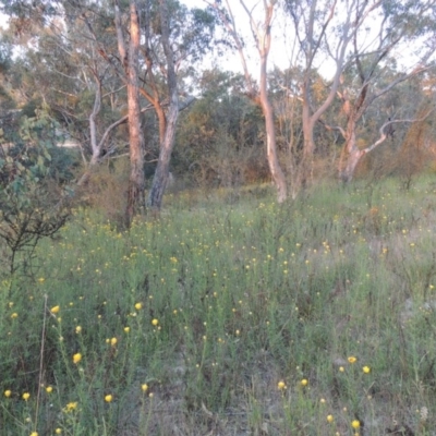 Xerochrysum viscosum (Sticky Everlasting) at Tuggeranong Hill - 7 Nov 2014 by michaelb