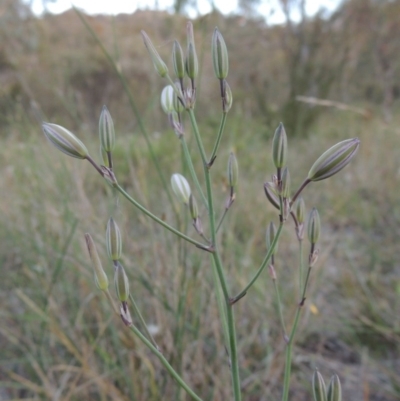 Thysanotus tuberosus subsp. tuberosus (Common Fringe-lily) at Conder, ACT - 7 Nov 2014 by michaelb