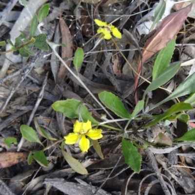 Goodenia hederacea (Ivy Goodenia) at Mount Taylor - 18 Nov 2014 by galah681