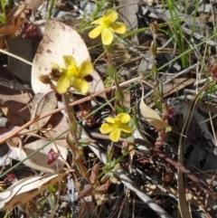 Hypericum gramineum (Small St Johns Wort) at Mount Taylor - 18 Nov 2014 by galah681