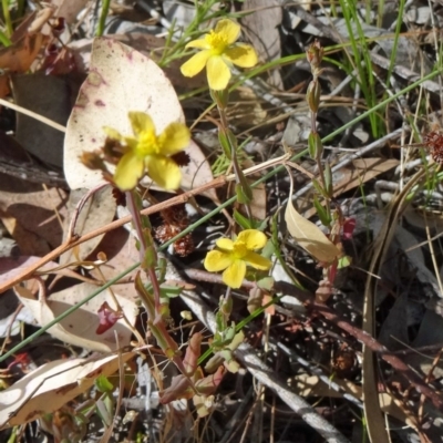 Hypericum gramineum (Small St Johns Wort) at Kambah, ACT - 19 Nov 2014 by galah681