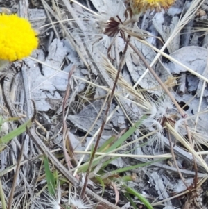 Leptorhynchos squamatus at Kambah, ACT - 19 Nov 2014 08:35 AM