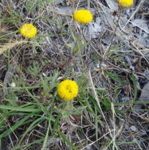 Leptorhynchos squamatus at Kambah, ACT - 19 Nov 2014 08:35 AM