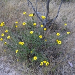 Xerochrysum viscosum (Sticky Everlasting) at Kambah, ACT - 18 Nov 2014 by galah681