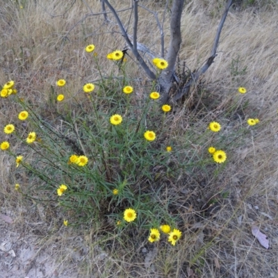 Xerochrysum viscosum (Sticky Everlasting) at Mount Taylor - 18 Nov 2014 by galah681