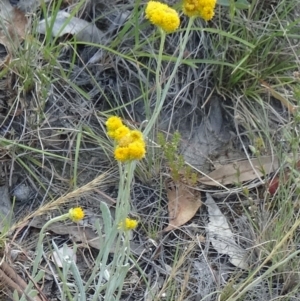 Chrysocephalum apiculatum at Kambah, ACT - 19 Nov 2014