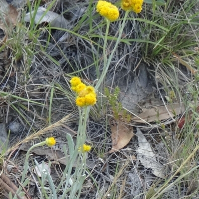 Chrysocephalum apiculatum (Common Everlasting) at Mount Taylor - 18 Nov 2014 by galah681