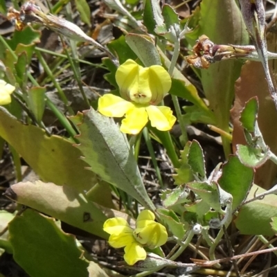 Goodenia hederacea (Ivy Goodenia) at Mount Taylor - 18 Nov 2014 by galah681