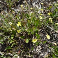 Goodenia hederacea at Kambah, ACT - 19 Nov 2014