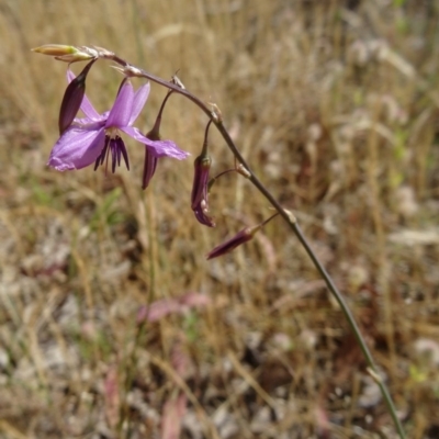 Arthropodium fimbriatum (Nodding Chocolate Lily) at Kambah, ACT - 19 Nov 2014 by galah681