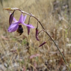 Arthropodium fimbriatum at Kambah, ACT - 19 Nov 2014 08:45 AM