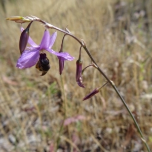 Arthropodium fimbriatum at Kambah, ACT - 19 Nov 2014 08:45 AM