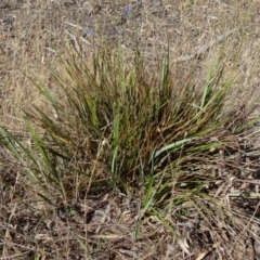 Dianella revoluta var. revoluta (Black-Anther Flax Lily) at Mount Taylor - 18 Nov 2014 by galah681