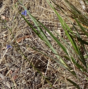 Dianella revoluta var. revoluta at Kambah, ACT - 19 Nov 2014