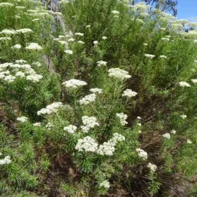 Cassinia longifolia (Shiny Cassinia, Cauliflower Bush) at Kambah, ACT - 19 Nov 2014 by galah681