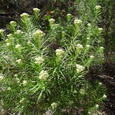 Cassinia longifolia (Shiny Cassinia, Cauliflower Bush) at Kambah, ACT - 18 Nov 2014 by galah681