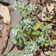 Poranthera microphylla (Small Poranthera) at Canberra Central, ACT - 19 Nov 2014 by galah681