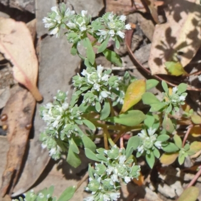 Poranthera microphylla (Small Poranthera) at Canberra Central, ACT - 19 Nov 2014 by galah681