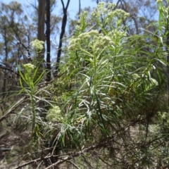 Cassinia longifolia (Shiny Cassinia, Cauliflower Bush) at Canberra Central, ACT - 19 Nov 2014 by galah681