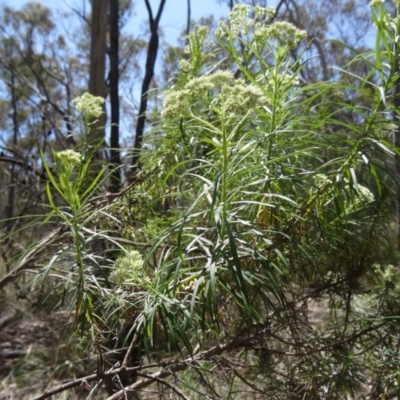 Cassinia longifolia (Shiny Cassinia, Cauliflower Bush) at Canberra Central, ACT - 19 Nov 2014 by galah681