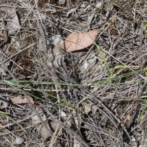 Tricoryne elatior at Canberra Central, ACT - 19 Nov 2014