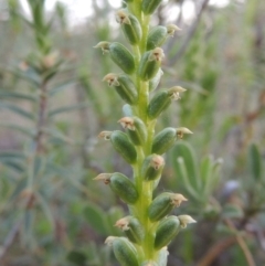 Microtis parviflora (Slender Onion Orchid) at Conder, ACT - 7 Nov 2014 by michaelb