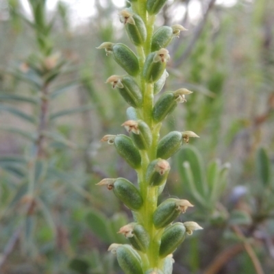 Microtis parviflora (Slender Onion Orchid) at Tuggeranong Hill - 7 Nov 2014 by michaelb