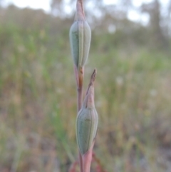 Thelymitra sp. (A Sun Orchid) at Tuggeranong Hill - 7 Nov 2014 by michaelb