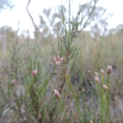 Laxmannia gracilis (Slender Wire Lily) at Conder, ACT - 7 Nov 2014 by michaelb