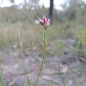 Laxmannia gracilis at Conder, ACT - 7 Nov 2014 07:56 PM