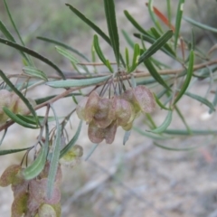 Dodonaea viscosa (Hop Bush) at Tuggeranong Hill - 7 Nov 2014 by michaelb