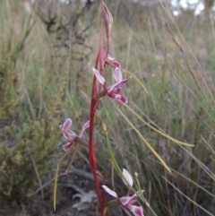 Diuris dendrobioides (Late Mauve Doubletail) at Conder, ACT - 7 Nov 2014 by michaelb