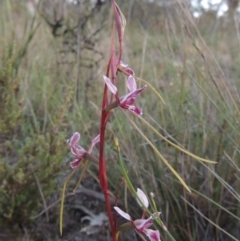 Diuris dendrobioides (Late Mauve Doubletail) at Conder, ACT by MichaelBedingfield