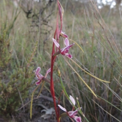 Diuris dendrobioides (Late Mauve Doubletail) at Tuggeranong Hill - 7 Nov 2014 by michaelb