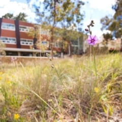 Arthropodium fimbriatum (Nodding Chocolate Lily) at Acton, ACT - 20 Nov 2014 by TimYiu