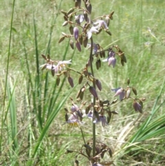 Dianella sp. aff. longifolia (Benambra) (Pale Flax Lily, Blue Flax Lily) at Mount Ainslie to Black Mountain - 20 Nov 2014 by TimYiu