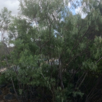 Acacia doratoxylon (Currawang) at Mount Ainslie to Black Mountain - 20 Nov 2014 by TimYiu