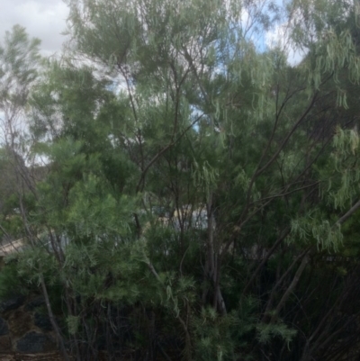 Acacia doratoxylon (Currawang) at Acton, ACT - 21 Nov 2014 by TimYiu