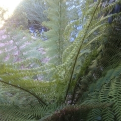 Dicksonia antarctica (Soft Treefern) at Sullivans Creek, Acton - 2 Nov 2014 by TimYiu