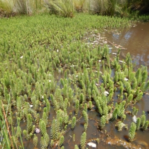 Myriophyllum crispatum at Forde, ACT - 21 Nov 2014