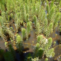 Myriophyllum crispatum at Forde, ACT - 21 Nov 2014