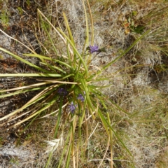 Caesia calliantha at Gungahlin, ACT - 21 Nov 2014