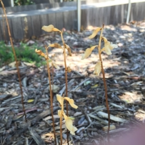 Gastrodia sesamoides at Canberra, ACT - suppressed