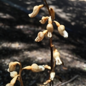 Gastrodia sesamoides at Canberra, ACT - suppressed